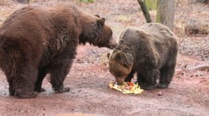 Smutná zpráva, chomutovský zoopark se rozloučil s medvědem Nerem