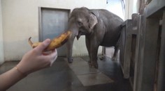VIDEO: Slonice předvedla neuvěřitelný um. Chobotem za pár sekund oloupala banán