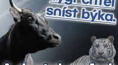 Tygr chtěl sníst býka. A dostal na frak
