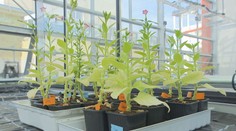Čeští vědci chtějí vyšlechtit nové druhy rostlin. Odolaly by klimatické změně
