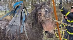 Složitá záchrana na Novojičínsku. Koně z bahna vytahovali čtyři hodiny
