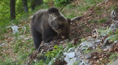 Vesnice na Slovensku má strach z medvědů. Úřady rozhodly zastřelit samce