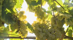 V Česku se kvůli mrazům sklidí méně ovoce. Výborný slíbil pěstitelům pomoc
