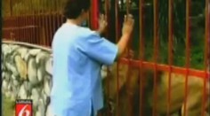 VIDEO: VELKÁ LVÍ LÁSKA! Šelma objala svou zachránkyni a dala jí pusu