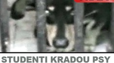Studenti kradou psy pro pokusy v laboratořích. VIDEO