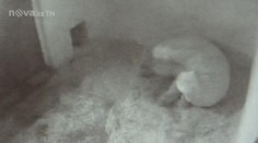 Brněnská zoo slaví, lední medvíďata vykoukla na svět