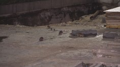 Potkani obtěžují lidi po skoro celých Pardubicích. Město slibuje deratizaci