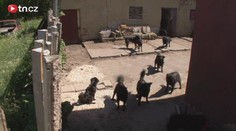 Má patnáct psů a umírá. Smečka terorizuje sousedy