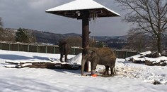 Z ústecké zoo přišla smutná zpráva. Zemřela slonice Kala