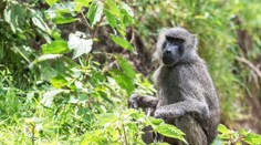 Německá zoo čelí lavině rozhořčení. Zabila 12 opic kvůli nedostatku místa