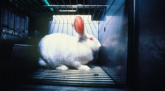 Europoslanci chtějí celosvětový zákaz testů kosmetiky na zvířatech