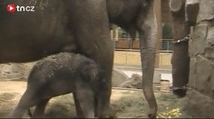 ZÁZRAK! V ostravské zoo se narodilo další slůně