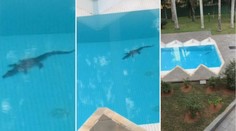 Muž si chtěl zaplavat, v bazénu ale našel nebezpečného návštěvníka
