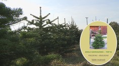 Pěstitele stromků děsí hrozba Covidu na Vánoce! Přichází s novotami