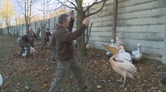 Boj s pelikány. Ošetřovatelé v zoo si musejí oblékat motorkářskou výbavu