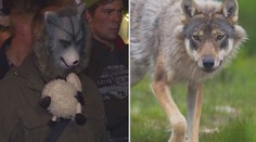 Hádka o vlky: Chovatelé ovcí se pustili do ochránců přírody. VIDEO