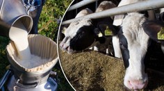 Spláchne Česko německé mléko? Zemědělci se toho děsí