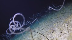Vědci se chystají prozkoumat záhadné dno Indického oceánu