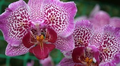 Něžné orchideje v botanické zahradě