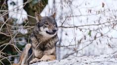 Odstřel vlků v Česku bude možný, rozhodly úřady. Plán vítají i ekologové