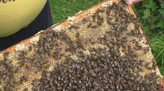 Med podraží, včelaři musí zlikvidovat polovinu produkce. Včely nemusí přežít