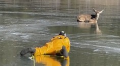 Srnka omylem vběhla na zamrzlé jezero. Bezmocné zvíře zachránili hasiči