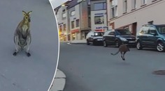 Klokan, který se toulal Táborem, je zpátky u svého majitele