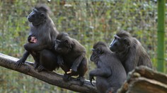 Čtyři makaky z děčínské zoo už se podařilo chytit. Dva jsou stále na útěku