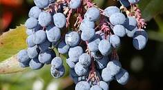Mladík se chtěl se otrávit kvůli lásce, snědl plody okrasného keře