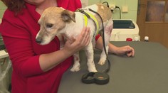 Student medicíny "léčil" svého psa, ten málem zemřel. Zvíře zachránili veterináři