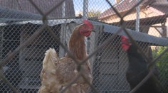 Ptačí chřipka se šíří! Veterináři našli ohnisko ve středních Čechách