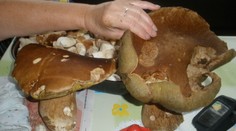 Romské děti se přiotrávily jedlými houbami