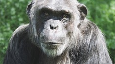 V plzeňské zoo zemřel vůdce šimpanzí tlupy Bask, měl slabé srdce