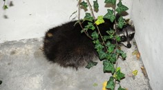 Mýval se schoval ve světlíku domu v Praze! Ven mu pomohli hasiči