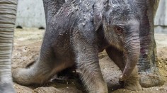Pražská zoo slaví! Poprvé se tam narodilo slůně