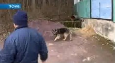 VIDEO: Otrávil přes dvacet psů zemědělským jedem