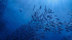Nedostatek omega 3 se odrazí na psychice i fyzičce