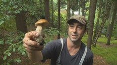 O houbaření je v Německu stále větší zájem. Má tam ale přísná pravidla