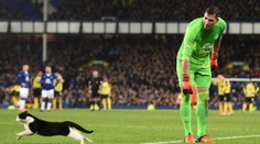 Vetřelec na hřišti! Gólman Evertonu musel chytat i kočku