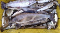 Farmáři ucpali kanalizaci hnojem, močůvka zabila půl tuny ryb!