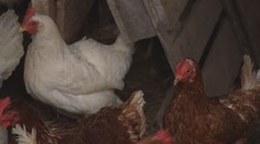 Ptačí chřipka, slintavka nebo mor prasat. Veterináři nacvičují možné situace