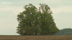 Úředníci mapují i stromy na polích. Jde o peníze