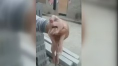 Co to má být?! Prasátku se mezi očima houpe obří penis! VIDEO