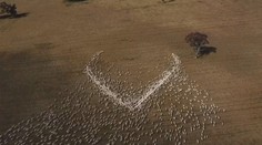 Farmář experimentuje se stádem ovcí. Vytvořil z nich živý obraz
