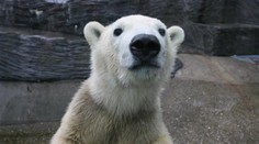 Lední medvěd ze Zoo Praha po převozu zemřel. Ředitel zuří, okolnosti jsou podezřelé