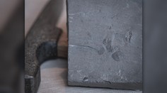 Nadšenec našel na haldě kamení unikát. Nový druh členovce teď nese jeho jméno