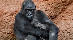 V pražské zoo se narodilo další gorilátko. Letos už druhé se stejným otcem