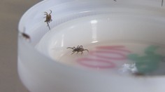Klíšťata řádí jako už dlouho ne, někde nakazila několikrát víc lidí než loni!