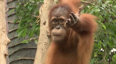 Pražská zoo hledá nového ředitele. Přihlásit se měl i bývalý ministr