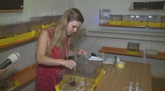 Nový hit zahrádkářů! Pro lepší opylení si pořizují vlastní čmelín
